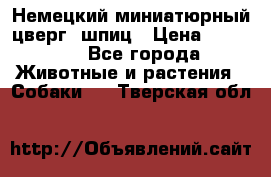 Немецкий миниатюрный(цверг) шпиц › Цена ­ 50 000 - Все города Животные и растения » Собаки   . Тверская обл.